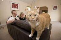Moving home? Don’t be in the dog house with your pets 