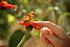 Go Green in the garden with George Wimpey East Midlands