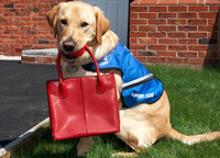 Love thy dog – Especially when moving home!