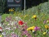 Locals root together for bloom success 