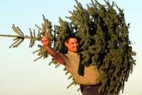 Don’t fake it - Top care tips for real Christmas trees