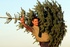 Don’t fake it - Top care tips for real Christmas trees 