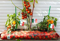 Instant bloomers unearthed