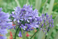 A Bluestorm in your garden this summer