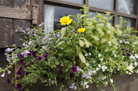 Top tips for introducing herbs into your garden