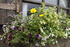 Garden herbs