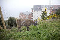 Goats arrive to take care of Honeycombe Beach 