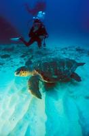 Hawksbill Turtle Cape Verde