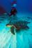 Hawksbill Turtle Cape Verde