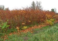 Japanese Knotweed – The housebuilder’s nemesis!