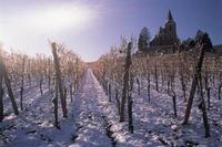 Predicting wine quality the Alsatian way
