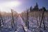Winter vineyards - Alsace