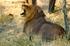 Thanda Private Game Reserve 