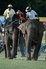 Anantara Resorts trumpet Elephant polo tournament