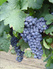 Hungary's first Vinotherapy Spa Hotel opens
