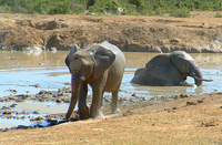 Experience Africa’s big 5 in 5 star luxury