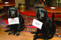 Designer dogs in the Lake District