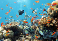 Diving delights at Iru Fushi Beach & Spa Resort, Maldives
