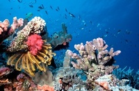 Maldives resort debuts “Underwater Nature Trail”