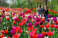 Amsterdam celebrates Keukenhof's 60th Anniversary