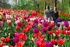 Amsterdam celebrates Keukenhof's 60th Anniversary