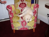 Doggy dreams at The Bonham