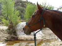 Online competition aims to encourage kids to saddle up