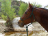 Online competition aims to encourage kids to saddle up