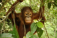 An Orang-Utan for Easter