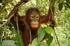 An Orang-Utan for Easter