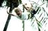 Flying Trapeze