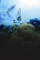 Mediterranean Dive Centre gains accredited status
