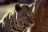 Action and adventure in Namibia 