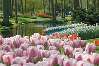 Sunflowers & Tulips - springtime in Amsterdam