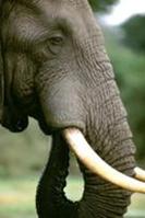 Big game in the Zulu Kingdom