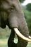 Big Game Safari