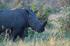 African Big Game