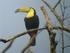 A Toucan in Belize 
