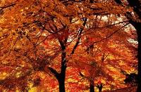 Experience West Virginia in fall colour