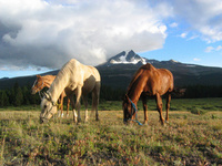 Ranch Rider – Made in America