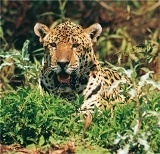 Culture, cruising and wildlife for 2008