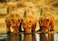 Sand dunes, safaris and shipwrecks