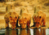 Sand dunes, safaris and shipwrecks