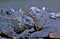 Marine Iguanas in the Galapagos Islands