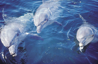 Swim with the Dolphins in Mozambique