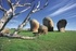 Explore South Australia's spectacular coastline