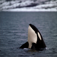 Whale of a time in Norway