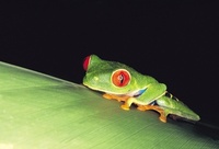 Frogs, fireworks and monkey business