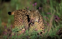 The Lynx effect