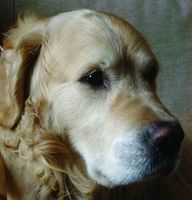 Pamper your pooch with a European holiday